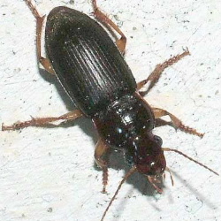 Harpalus griseus